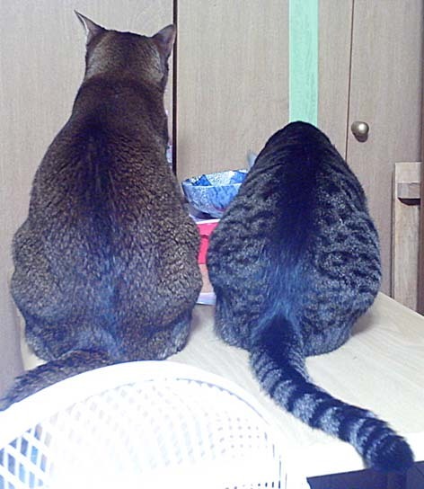 箱入り息子2-2.jpg